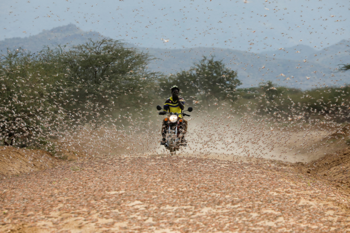 Một người đàn ông lái mô tô cố gắng bảo vệ đôi mắt khỏi bị châu chấu sa mạc lao vào ở Lodwar, Kenya hôm 2 tháng 7 năm 2020. Ảnh: China Daily