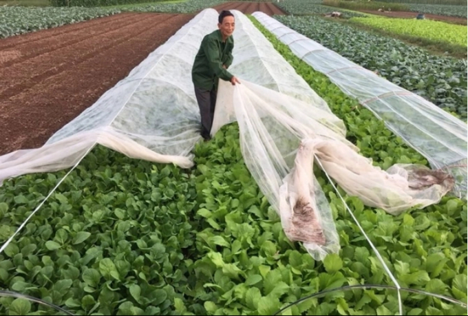 Xã viên HTX Nông nghiệp Vân Côn, huyện Hoài Đức, Hà Nội dùng màng phủ passlite để bảo vệ rau vụ đông.Ảnh: Hải Nam
