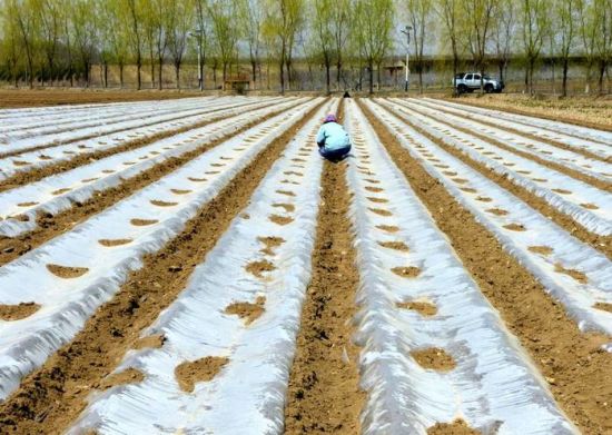 Thời điểm cao nhất tổng diện tích cây trồng ở Trung Quốc được dùng màng phủ nhựa lên tới 18,14 triệu ha. Ảnh: WA