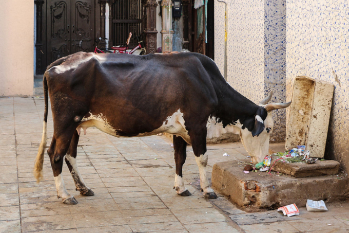 Những con bò sữa hết chu kỳ thường bị bỏ đói đi lang thang ở Ấn Độ. Ảnh: ViWi