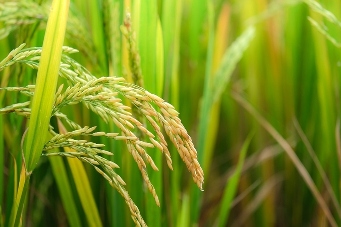 Thái Lan đang đổi mới mạnh mẽ ngành sản xuất lúa gạo. Ảnh: The Nation