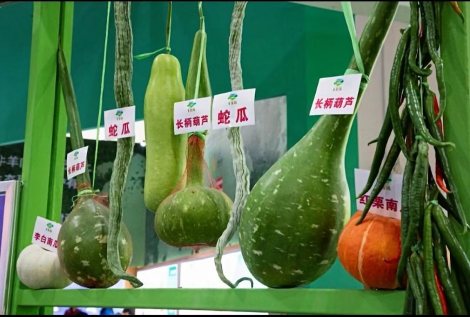 Những loại rau củ được gieo trồng trong không gian có kích cỡ khổng lồ đang được ưa chuộng tại Trung Quốc. Ảnh: Xinhua