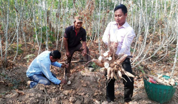 Nông dân Campuchia thu hoạch sắn. Ảnh: AKP