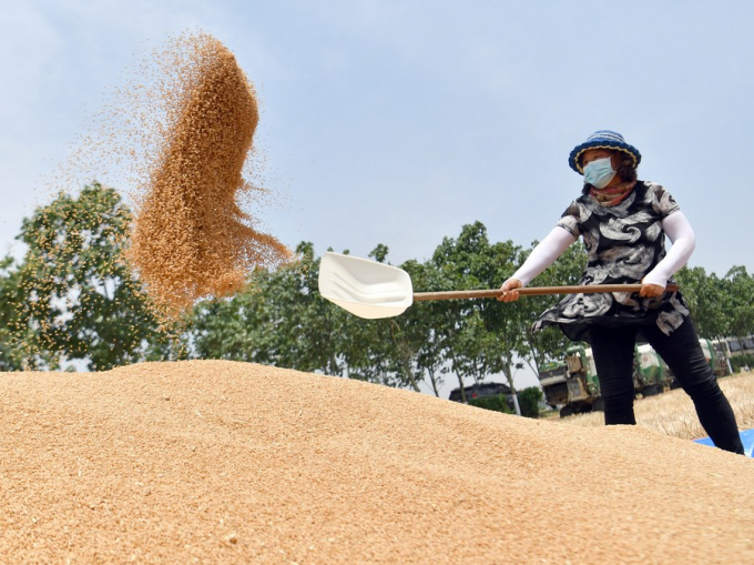 Một người nông dân ở tỉnh Hà Nam, miền trung Trung Quốc phơi lúa ngày 26 tháng 5 năm 2020. Ảnh: Tân Hoa xã