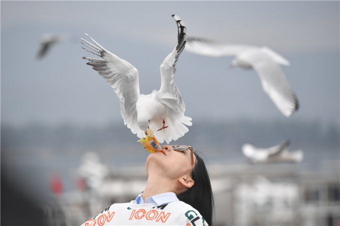 Hình ảnh một nữ du khách mớm thức ăn cho con mòng biển mỏ đỏ tại đập Haigeng ở thành phố Côn Minh, tỉnh Vân Nam hôm 7/12. Đây là loài chim này đã di cư từ Mông Cổ và Nga về để trú đông trong suốt 35 năm qua và hiện mật số vẫn tăng đều đặn hàng năm, đạt khoảng 30.000 cá thể. Ảnh: Liu Ranyang/China News Service
