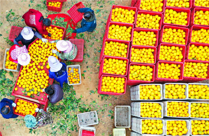 Những người nông dân đang phân loại cam ở ngoại vi thành phố Hội Xương, tỉnh Giang Tây hôm 8 tháng 12. Ảnh: Zhu Haipeng/China Daily