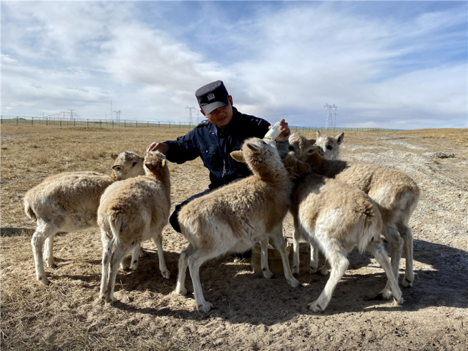 Deng Haiping, một kiểm lâm viên cho linh dương Tây Tạng non bú sữa ở đỉnh núi Hoh Xil, vào ngày 6 tháng 12 năm 2020. Hoh Xil là khu bảo tồn thiên nhiên đã được công nhận là di sản thiên nhiên thế giới trên Cao nguyên Thanh Hải-Tây Tạng. Đây cũng là môi trường sống quan trọng của nhiều loại động vật hoang dã, bao gồm cả linh dương và báo tuyết. Ảnh: Tân Hoa xã