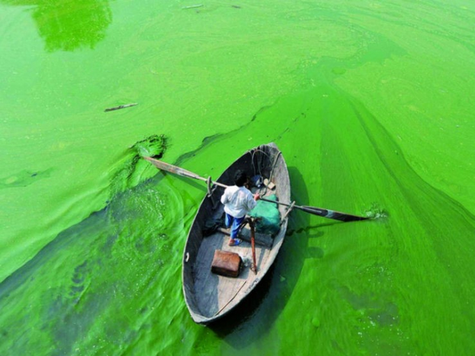 Hiện tượng tảo lam 'nở hoa' có thể làm cạn kiệt oxy trong các hồ nước ngọt, giảm trữ lượng cá, và tăng chi phí sản xuất thủy sản. Ảnh: Xinhua