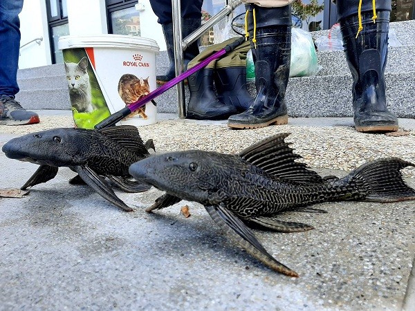 Cá da trơn vây buồm Amazon xâm lấn được thu gom ở hồ trong Công viên Bihu của Đài Bắc. Ảnh: CNA