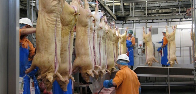 Dự báo sản lượng thịt lợn của Trung Quốc sẽ phục hồi vào năm 2023 hoặc 2024?