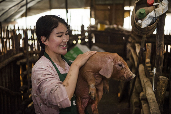 Cô Zhou Hongzhen an ủi một chú lợn con bị thương. Ảnh: Xinhua