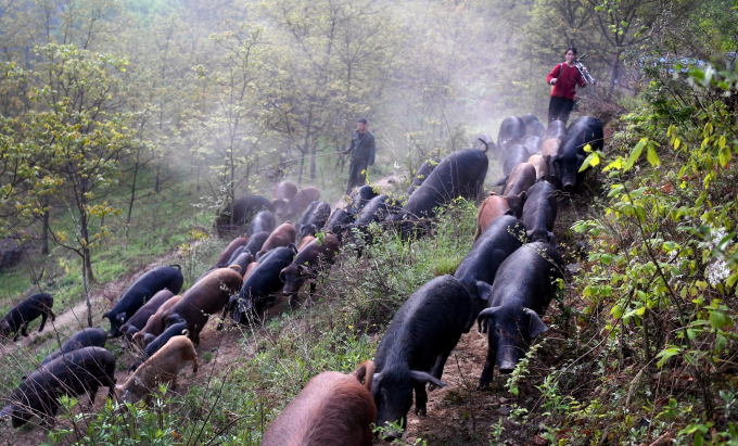 Zhou Hongzhen bên đàn lợn của mình ở vùng miền núi tỉnh Thiểm Tây. Ảnh: Xinhua