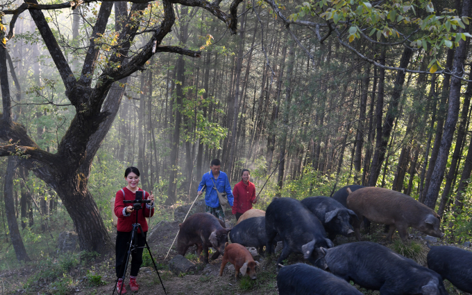 Zhou Hongzhen đang phát sóng trực việc chăn lợn trên điện thoại di động. Ảnh: Xinhua