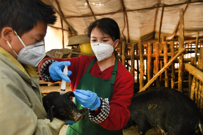 Zhou Hongzhen tiêm phòng cho đàn lợn con. Ảnh: Xinhua