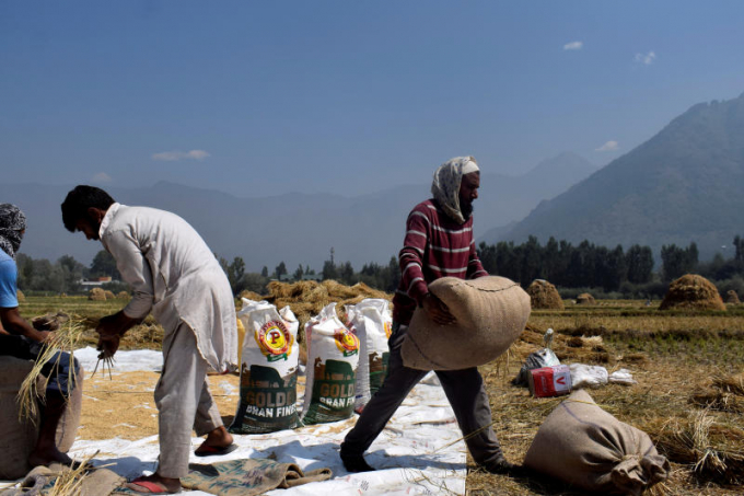Nông dân vùng ngoại ô Srinagar, bang Kashmiri thu hoạch lúa đóng bao ngày 22 tháng 9 năm 2020. Ảnh: Reuters