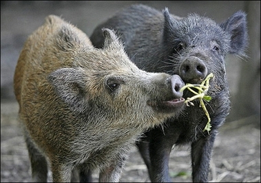 Giống lợn rừng rất phàm ăn của Trung Quốc có thể đạt trọng lượng 200 kg/con. Ảnh: Chinadaily