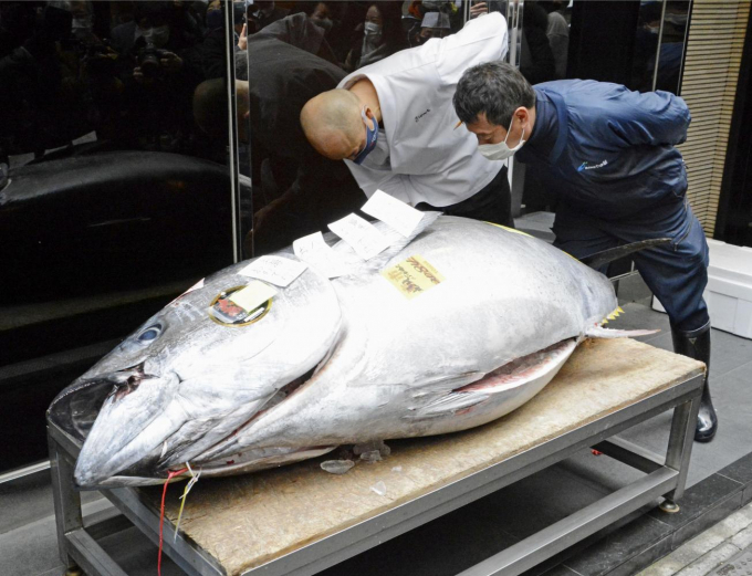 Con cá ngừ vây xanh 208 kg tại cuộc đấu giá năm nay ở chợ cá Toyosu ở hôm 5 tháng 1 năm 2021. Ảnh: KyodoNews