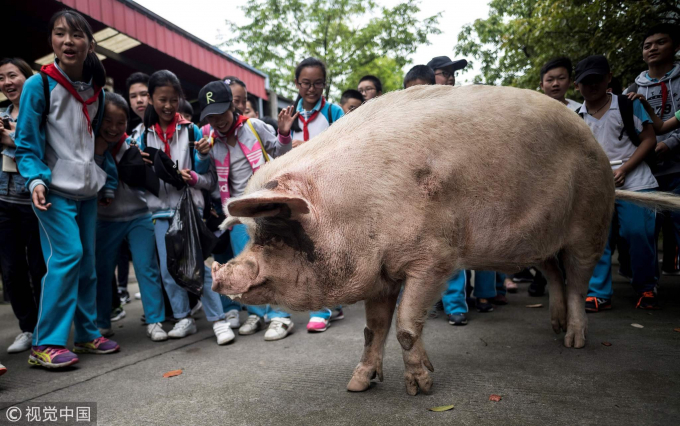 Con lợn Zhu Jianqiang (cực khỏe)- đã trở thành biểu tượng sinh tồn ở Trung Quốc khi nó được phát hiện còn sống sót dưới đống đổ nát sau 36 ngày xảy ra trận động đất mạnh 8,0 độ richter ở tỉnh Tứ Xuyên hồi năm 2008 đến nay vẫn còn sống. Ảnh: VCG