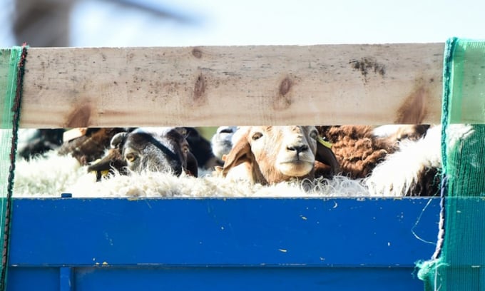 Công nghệ chỉnh sửa gen cừu mở ra cơ hội cải thiện năng suất thịt ở Trung Quốc. Ảnh: GlobalTimes