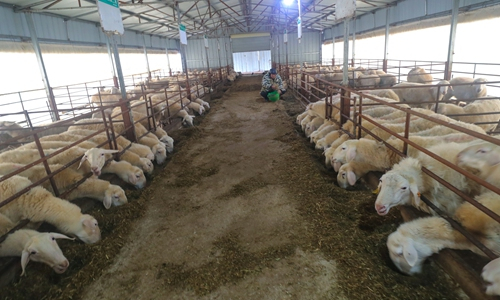 Một trang trại nuôi cừu Huyang ở tỉnh Hà Nam, miền Trung Trung Quốc. Ảnh: cnsphoto