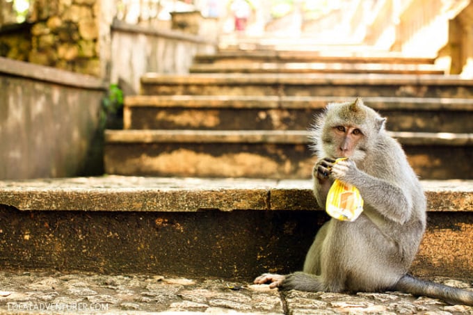 Một chú khỉ tinh nghịch trên đảo Bali. Ảnh: Melissa Tse/Getty Images