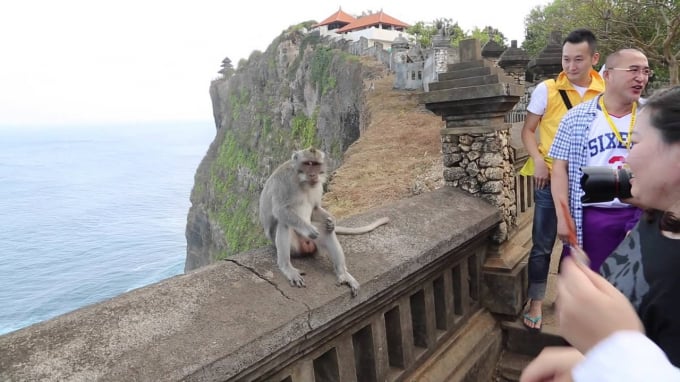 Một con khỉ trong tư thế rình đồ của du khách viếng thăm ngôi đền Uluwatu ở Bali Indonesia. Ảnh: Youtobe