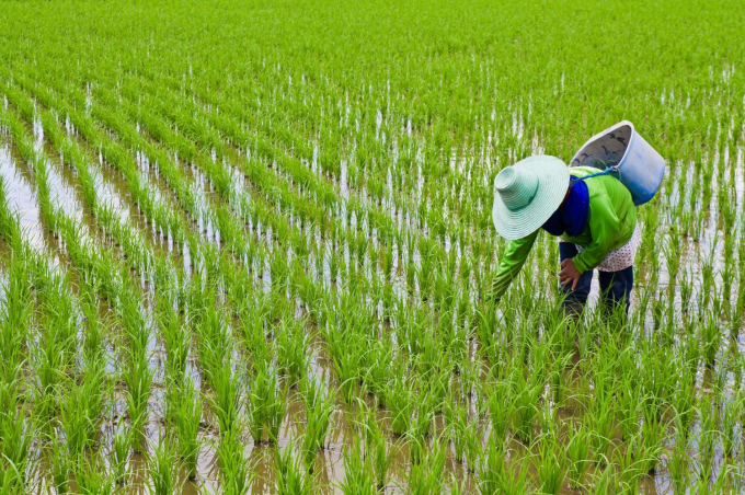 Sản lượng gạo của Thái Lan ước tính đạt 18 triệu tấn trong niên vụ 2020/2021. Ảnh: BKP