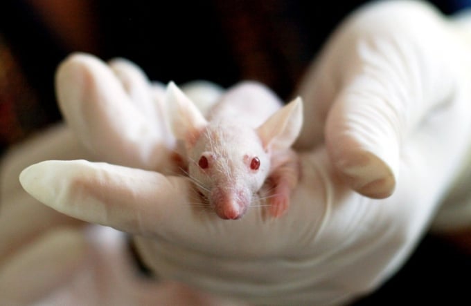 Liệu pháp gen mới đã chứng minh thành công bước đầu trên chuột. Ảnh: RT