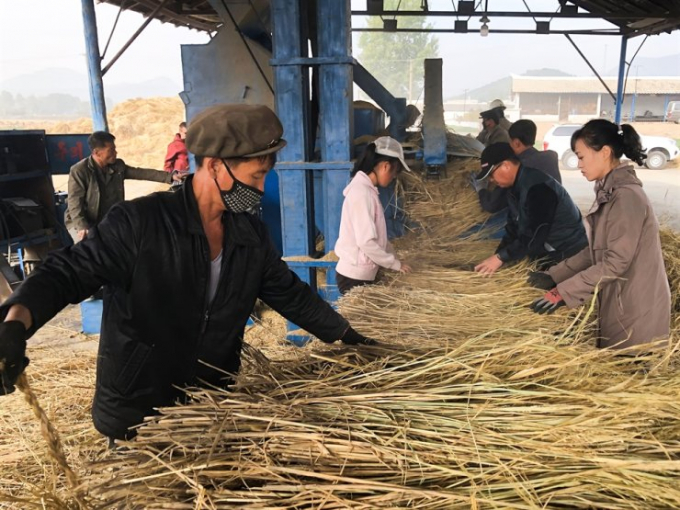 Nông dân Triều Tiên thu hoạch lúa mì tại hợp tác xã Koh Chang ở gần thủ đô Bình Nhưỡng hôm 17 tháng 10 năm 2019. Ảnh: TASS/Yonhap