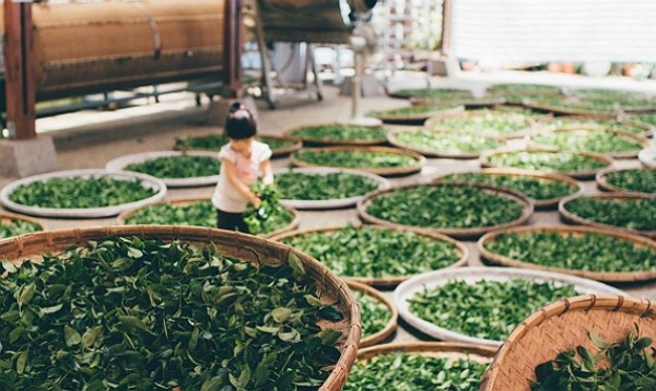 Toàn bộ quy trình sản xuất trà ở Đài Loan là một 'cuộc trình diễn nghệ thuật'. Ảnh: TWN