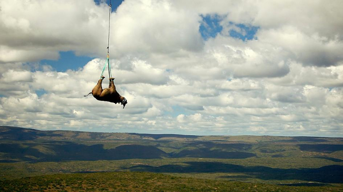 Một con tê giác đen ở Nam Phi được giải cứu bằng trực thăng. Ảnh: WWF