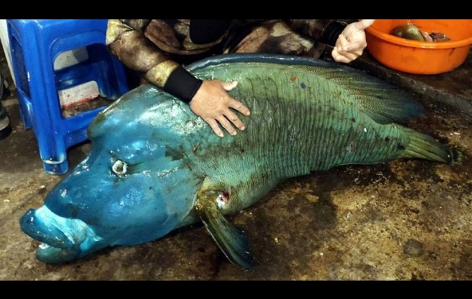 Hình ảnh con cá sú mì quý hiếm đã bị chết sau khi vần vào bờ và đăng trên Facebook. Ảnh: CNA