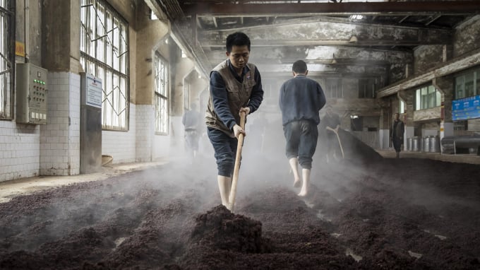 Nhân công công ty Mao Đài làm việc trong hầm ủ ngũ cốc lên men. Ảnh: Bloomberg
