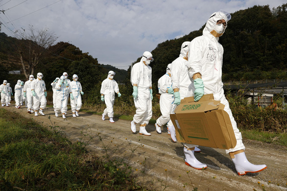 Không chỉ Hàn Quốc, dịch cúm gia cầm còn khiến ngành chăn nuôi Nhật Bản cũng bị thiệt hại nặng nề. Ảnh: JP