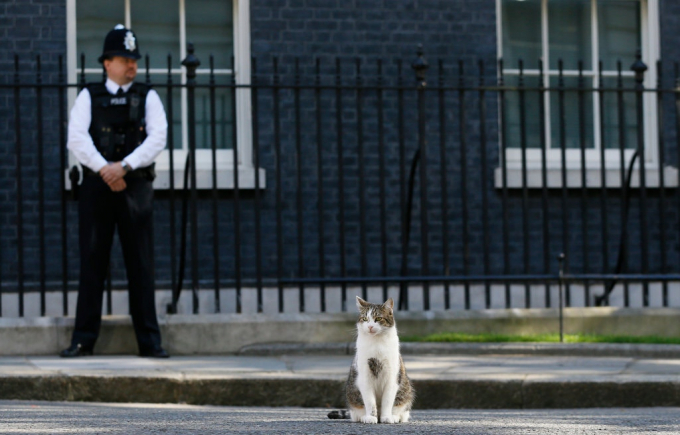 Mèo Larry ở trước cổng Số 10 Phố Downing. Ảnh: NYT 