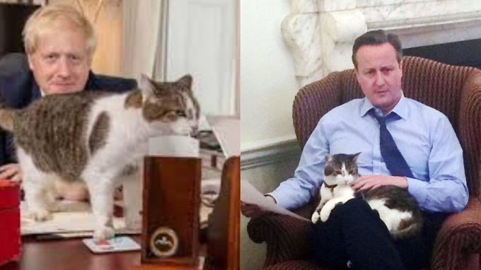 10 năm yên vị ở đại chỉ quyền lực nhất vương quốc Anh, mèo Larry phục vụ qua ba đời Thủ tướng gồm David Cameron- Theresa May và Boris Johnson. Ảnh: The Quint
