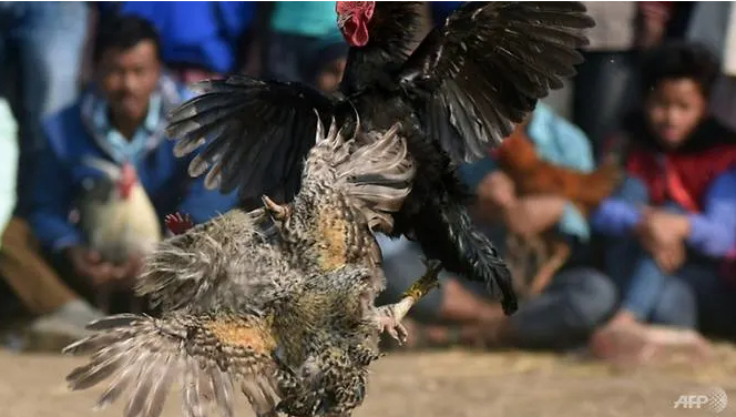 Các sới gà chọi bất hợp pháp ở vùng nông thôn Ấn Độ thường thu hút rất đông người tham gia. Ảnh: AFP 