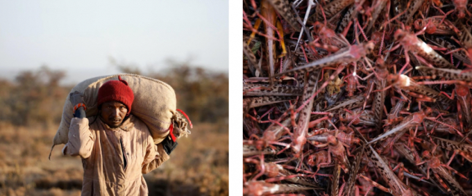 Một nông dân Kenya vác một bao tải chứa đầy châu chấu sa mạc vừa bắt được. Ảnh: RT