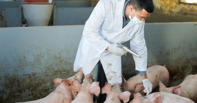 Nghiên cứu mới của các nhà khoa học Trung Quốc cho thấy, các chủng mới của bệnh dịch tả lợn châu Phi khó phát hiện hơn. Ảnh: The Pigsite