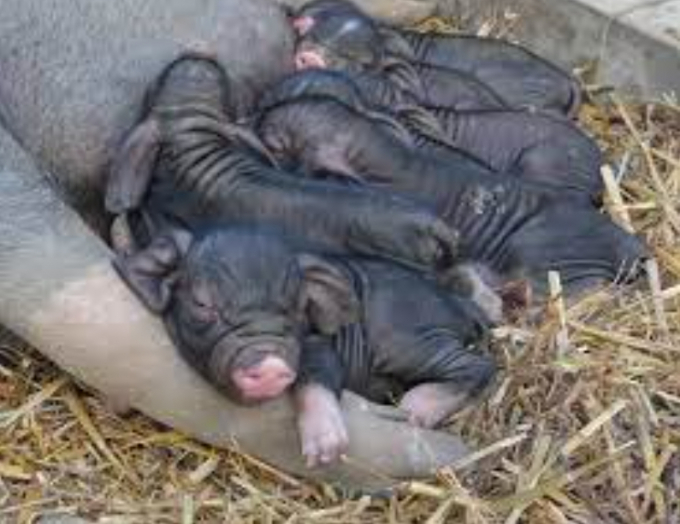 Lợn Thái Hồ nổi tiếng về khả năng sinh sản cao và nó là một trong những giống lợn sinh sản nhiều nhất trên thế giới. Ảnh: Raddit