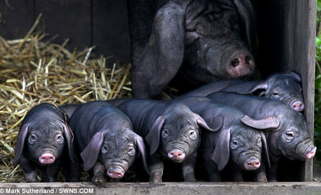 Giống lợn Mi Sơn, một nhánh của giống bản địa Thái Hồ được lai tạo và sinh sản ở Anh trong suốt 30 năm tại trang trại Whauphill. Ảnh: DM