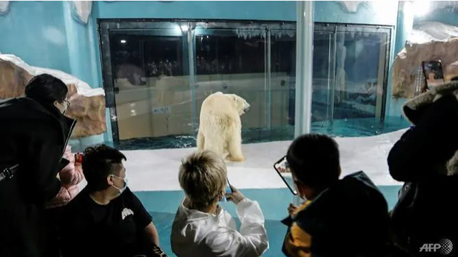 Khá đông du khách chụp ảnh tự sướng bên chuồng gấu Bắc Cực cả ngày lẫn đêm. Ảnh: AFP