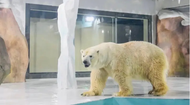 Cận cảnh một con gấu Bắc Cực bị nuôi nhốt mua vui cho du khách tại khách sạn Harbin Polar Land ở thành phố Cáp Nhĩ Tân. Ảnh: AFP