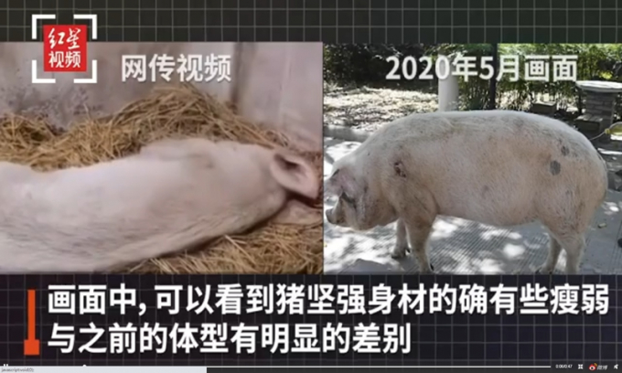 Hình ảnh con lợn huyền thoại bị cho là ốm yếu, không thể đi lại được cư dân mạng Trung Quốc lan truyền. Ảnh: TBHC