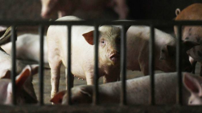 Dự báo giá lợn con tại Trung Quốc sẽ còn tăng kéo dài. Ảnh: FT