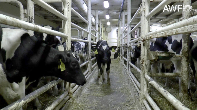 Những con bò sữa bị bỏ đói, khát bị mắc kẹt trong tàu Karim Allah hồi cuối tháng 2 đầu tháng 3. Ảnh: ZengerNews