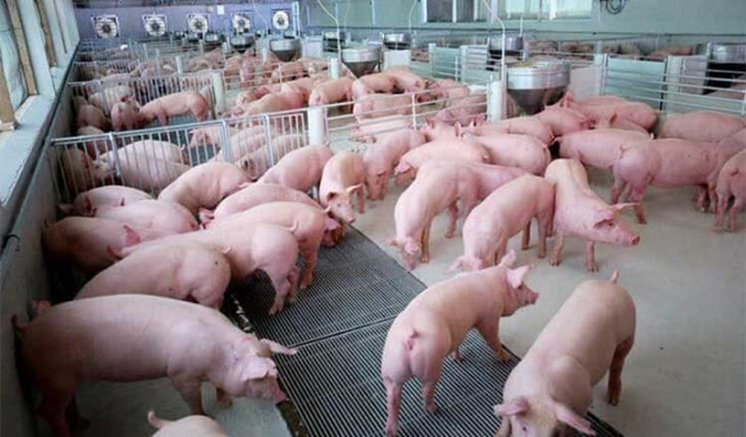 Giá thịt lợn cao sẽ khiến triển vọng phục hồi kinh tế của khu vực châu Á - Thái Bình Dương thêm khó lường. Ảnh: KhmerTimes