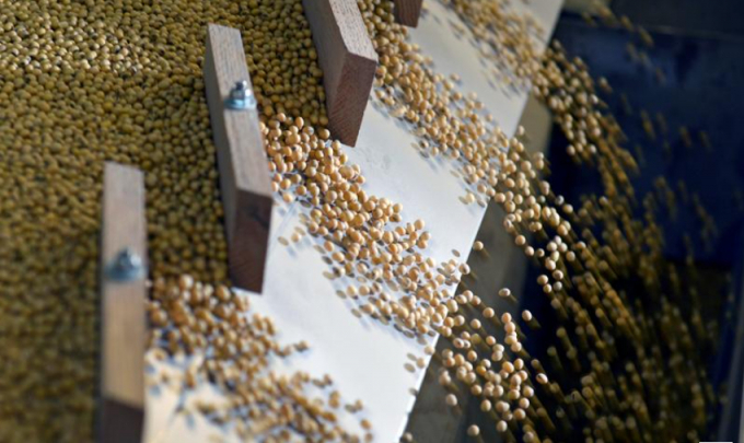 Máy phân loại đậu nành tại trang trại Peterson ở bang North Dakota. Ảnh: Reuters  