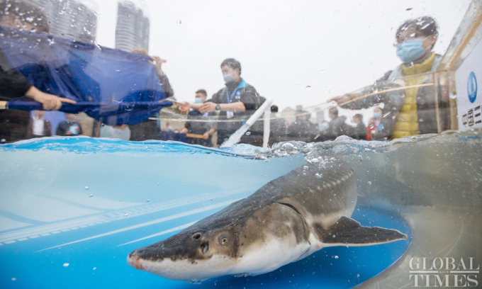 Lô cá tầm đầu tiên sau hai năm được thả xuống sông Dương Tử để bảo tồn loài. Ảnh: GlobalTimes
