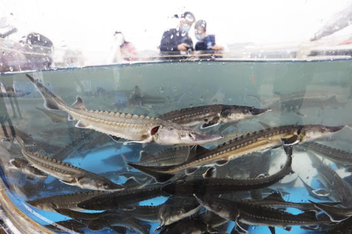 Cận cảnh những con cá tầm Trung Quốc vừa được thả xuống sông Dương Tử hôm 10/4. Ảnh: Chinanews